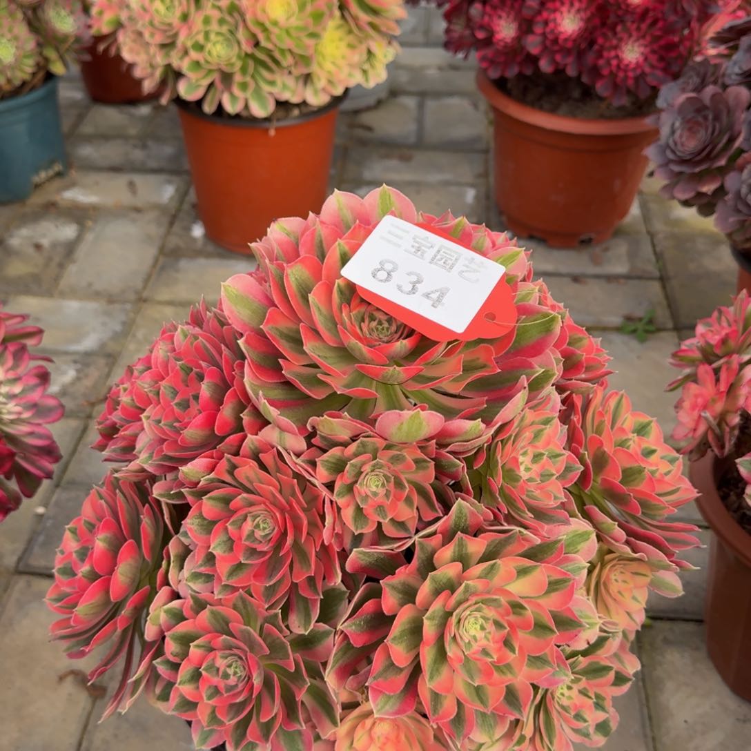 妤**神多肉植物834粉女巫