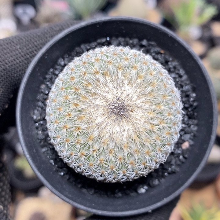 实生月世界328号4cm