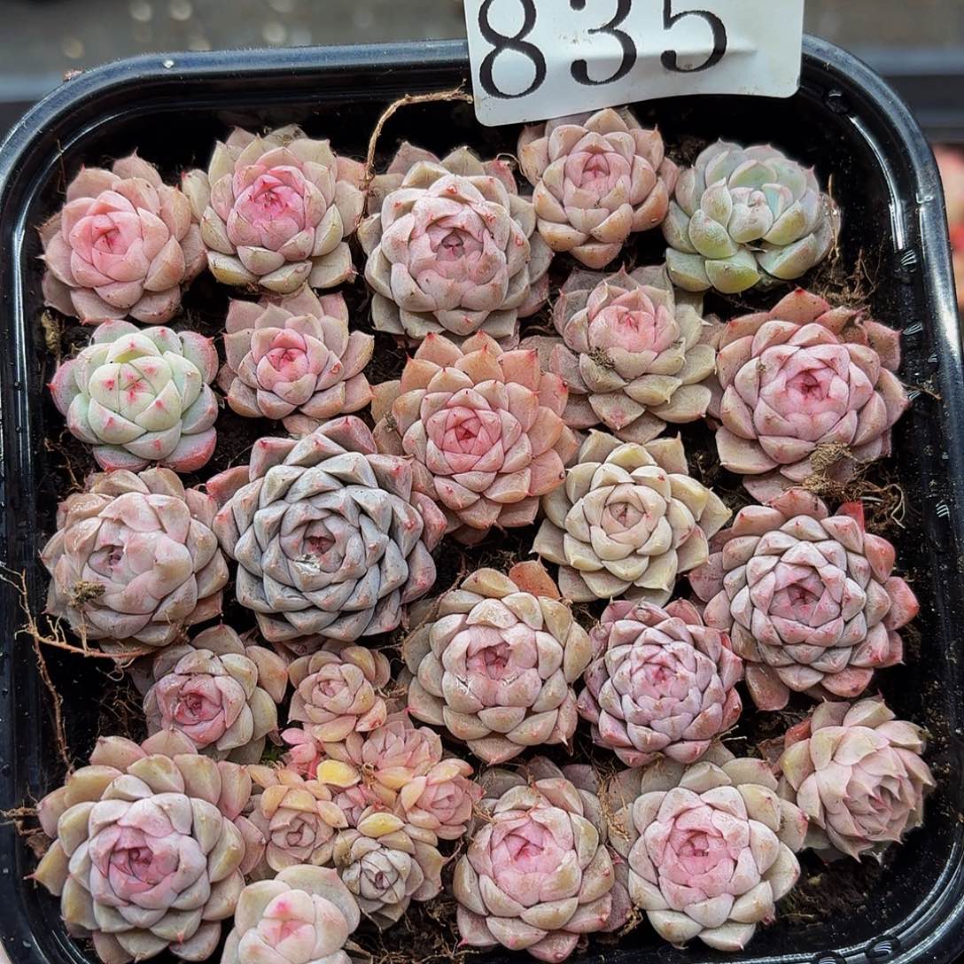 多肉植物多肉植物835
