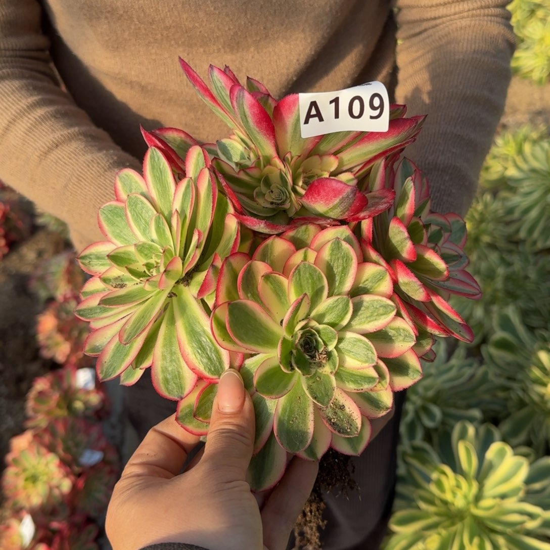 109荔枝。多肉植物