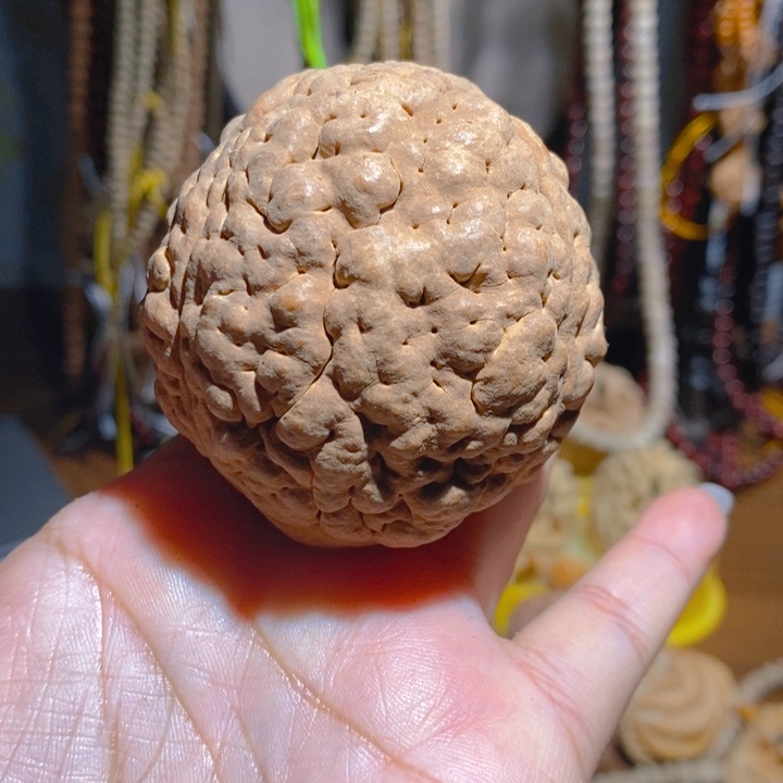 野生三瓣脑纹大金刚5558