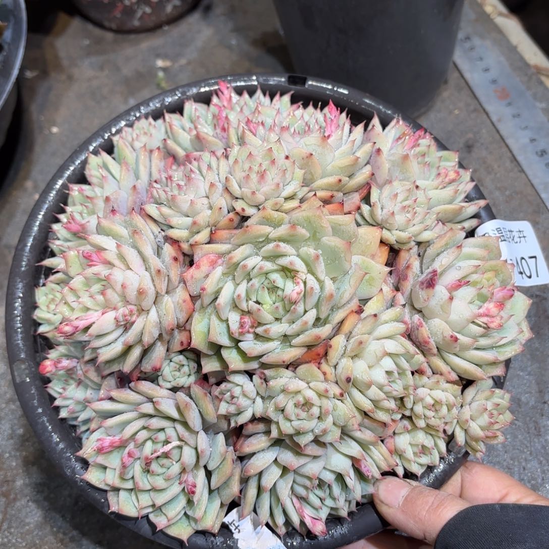 同温层多肉踢劈407