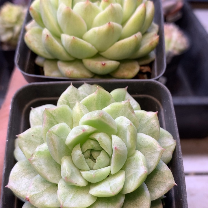 雪花锦单头6cm左右