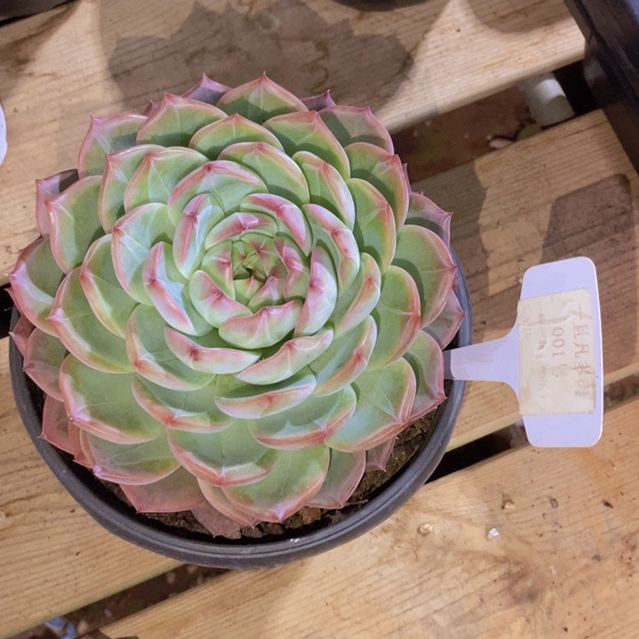 一****这一系列改革方案还要求