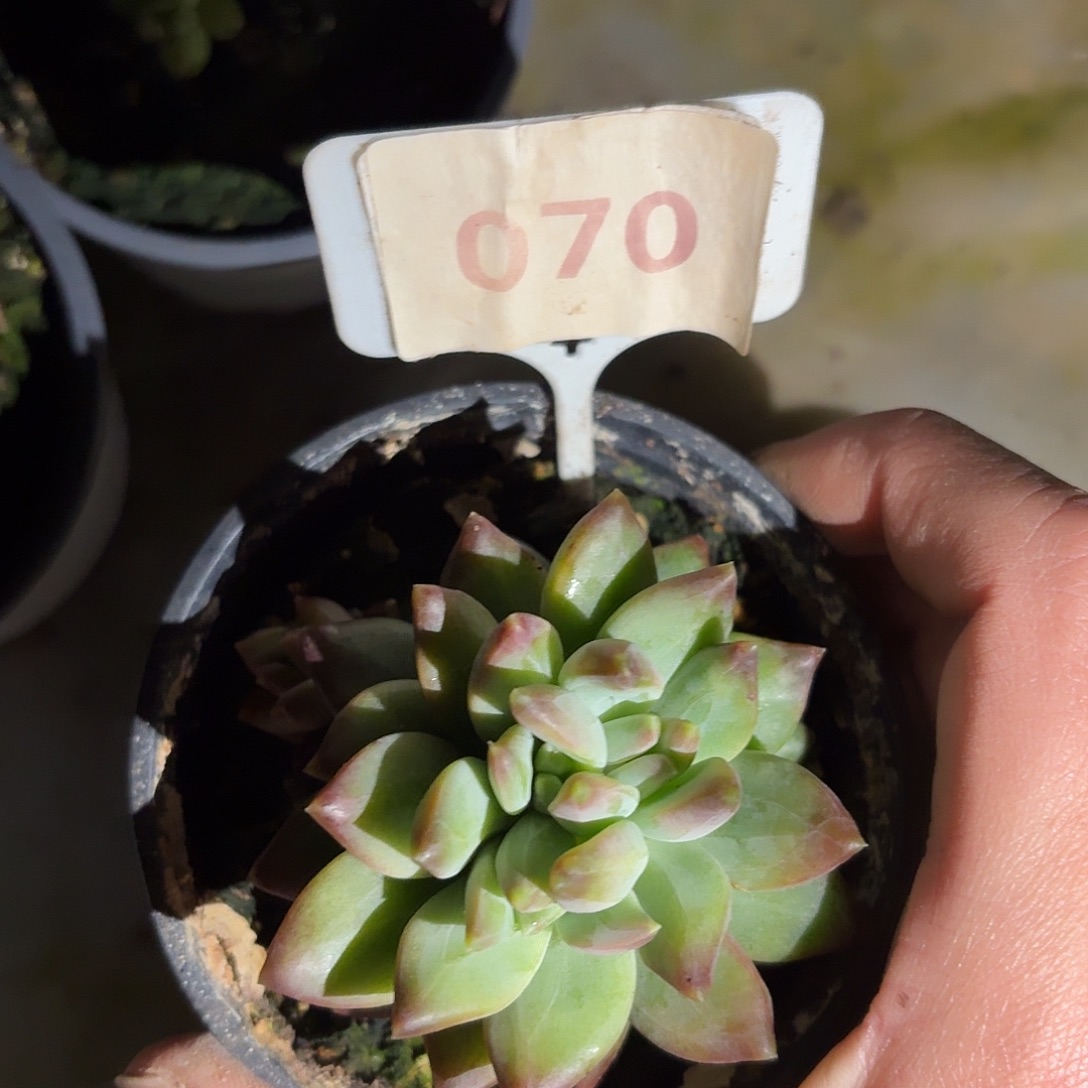 冰葡萄美人8888888888888888