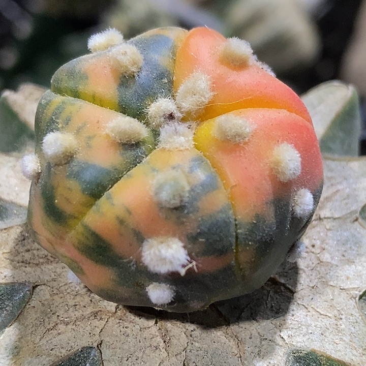 无花朵散斑红锦大尤兜207