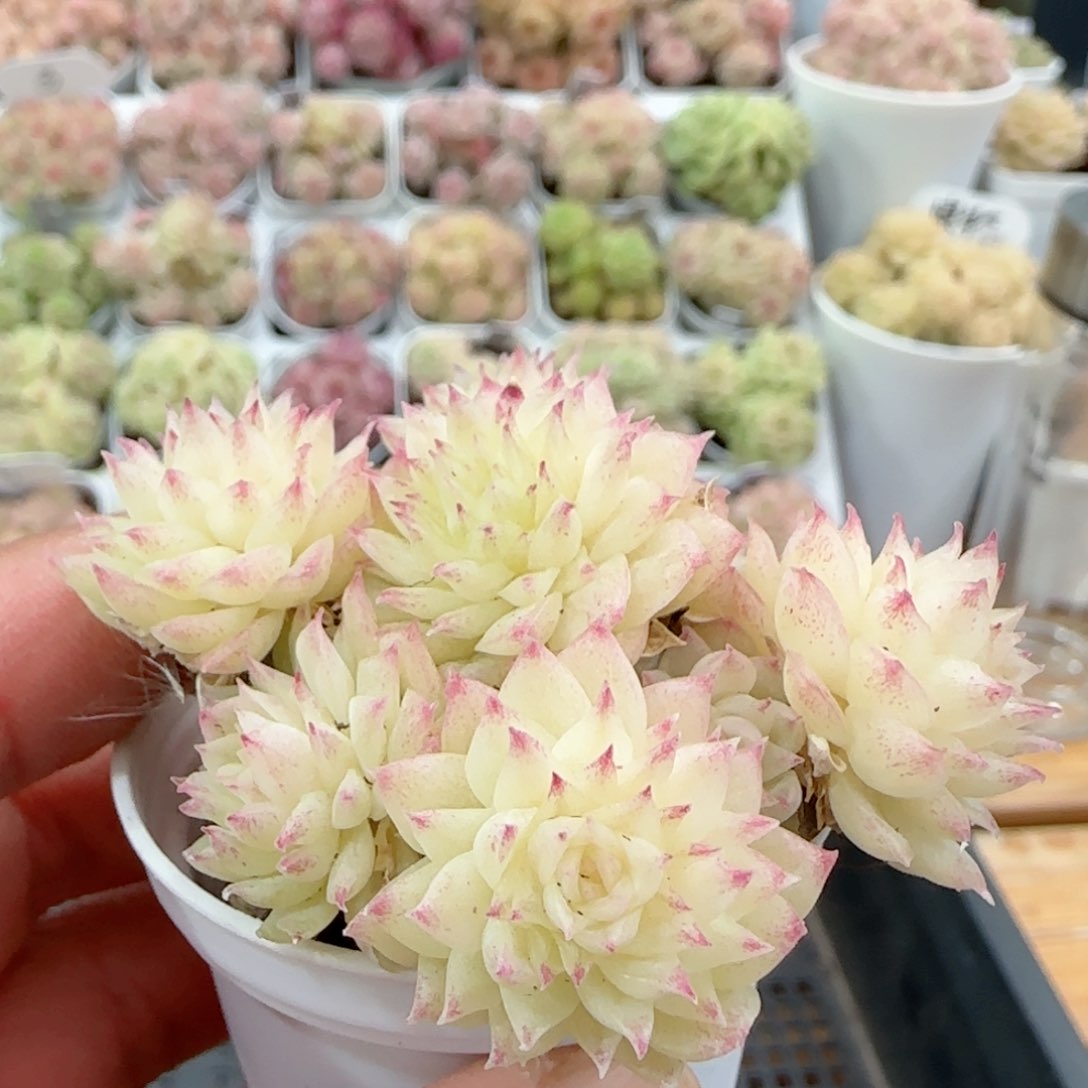 【闪购商品】0115-1福利麦杆