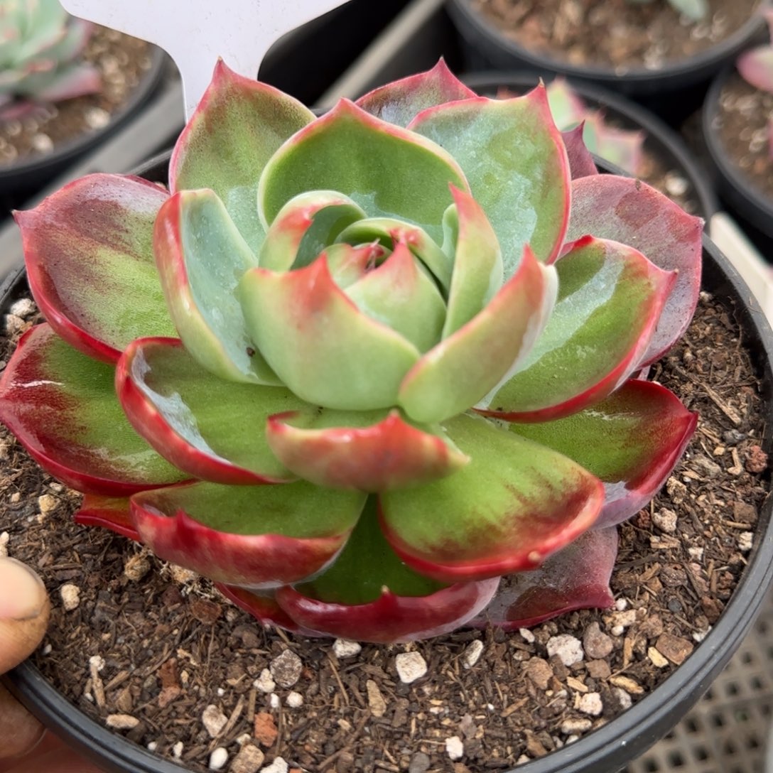 惊鸿一物一拍包装收缩花旱280