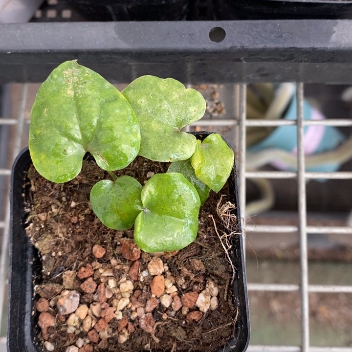 伯克利和格蕾纳等著名音乐家都