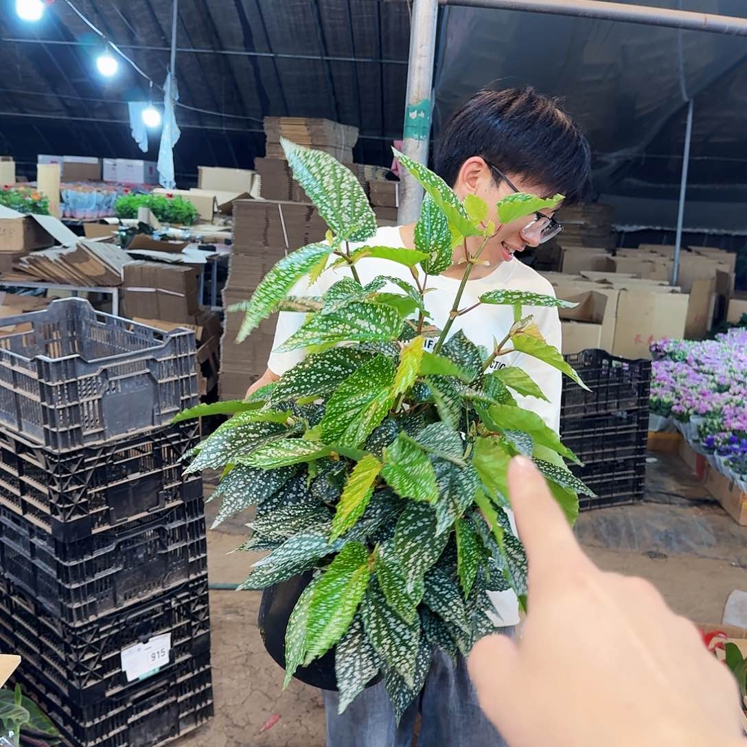 超大超大超大阿拉摩奥来