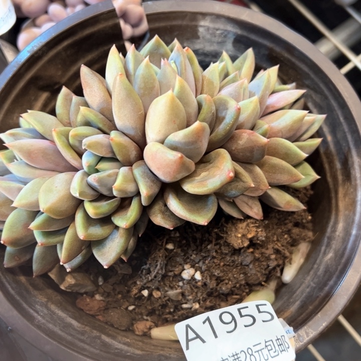 幸运的是我的朋友们