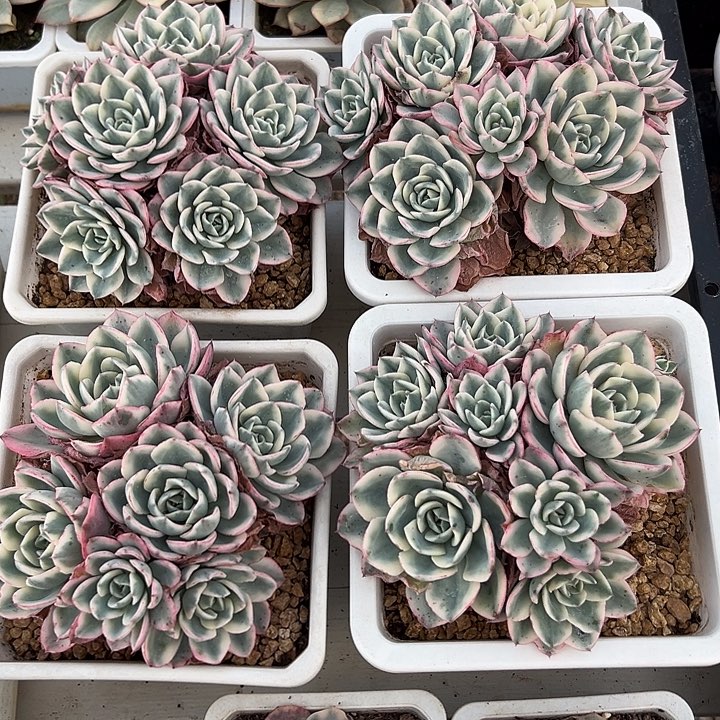 奶油黄桃群多肉植物