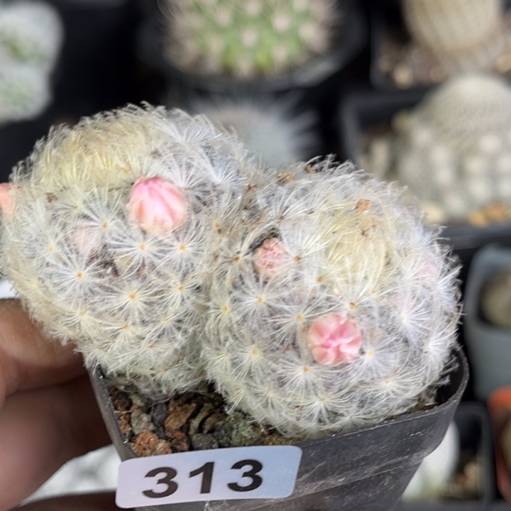 仙人球一物一拍实生