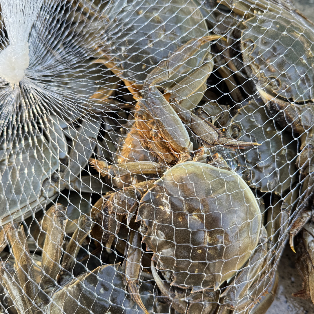 【鲜活】江苏大闸蟹母1.8-3两8/10只