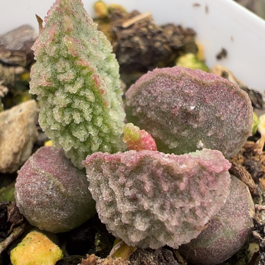 粉色冰沙实生新品多肉植物水泡