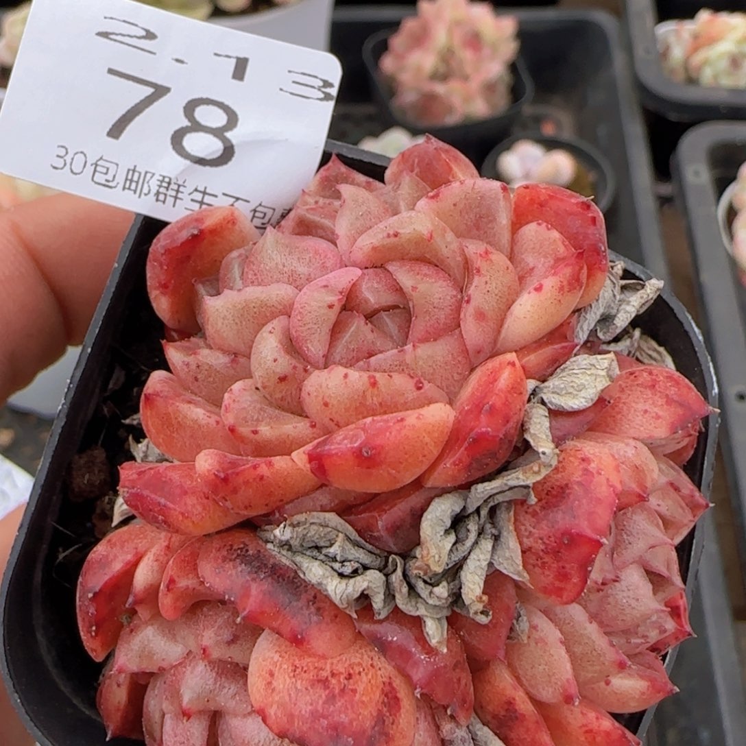 麦秆石化四头一颗脱土