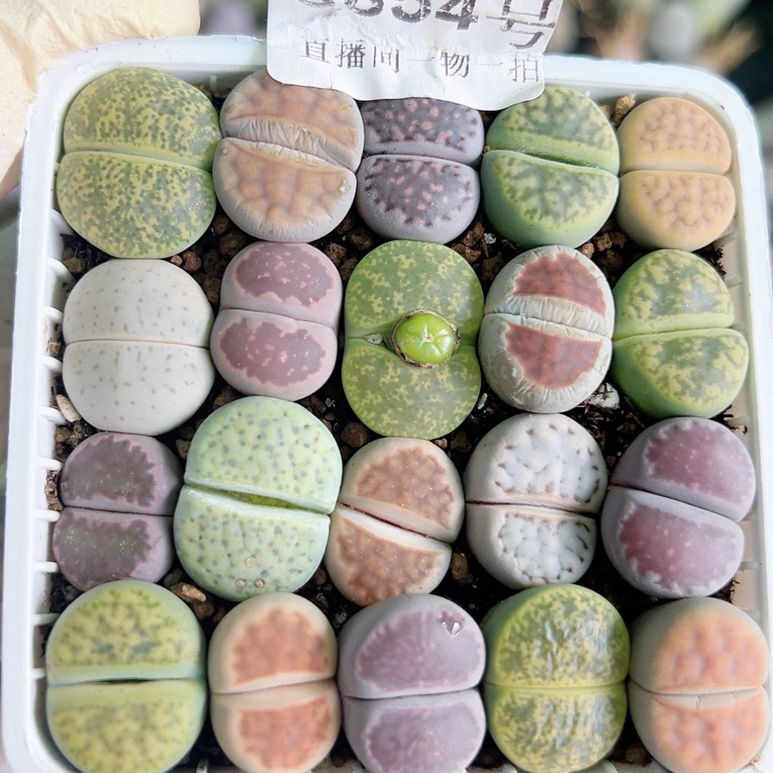 8654 好养易活生石花大母本