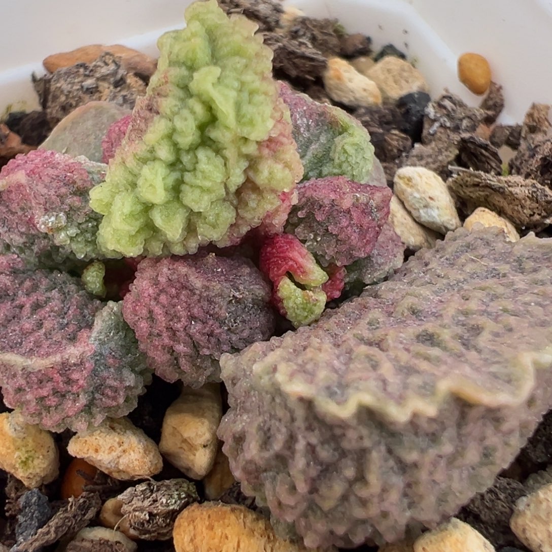 粉色脑纹实生新品