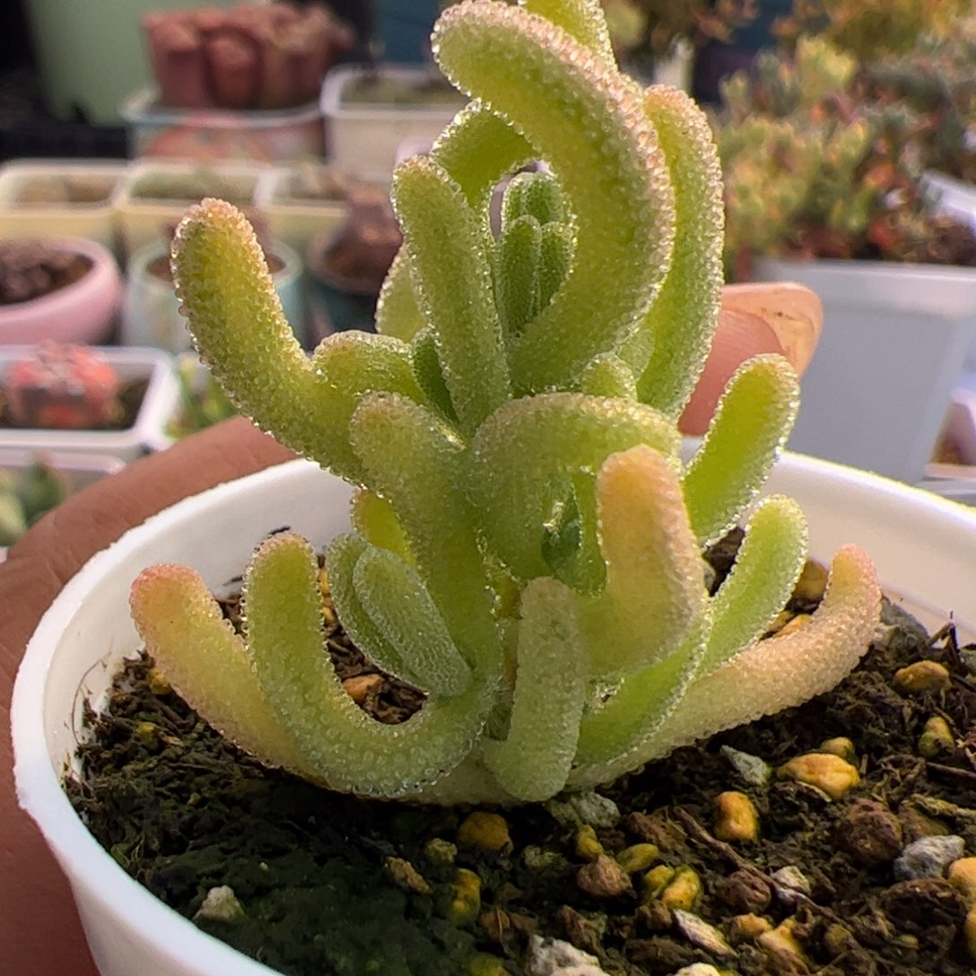 多肉植物枝干红叶黄锦