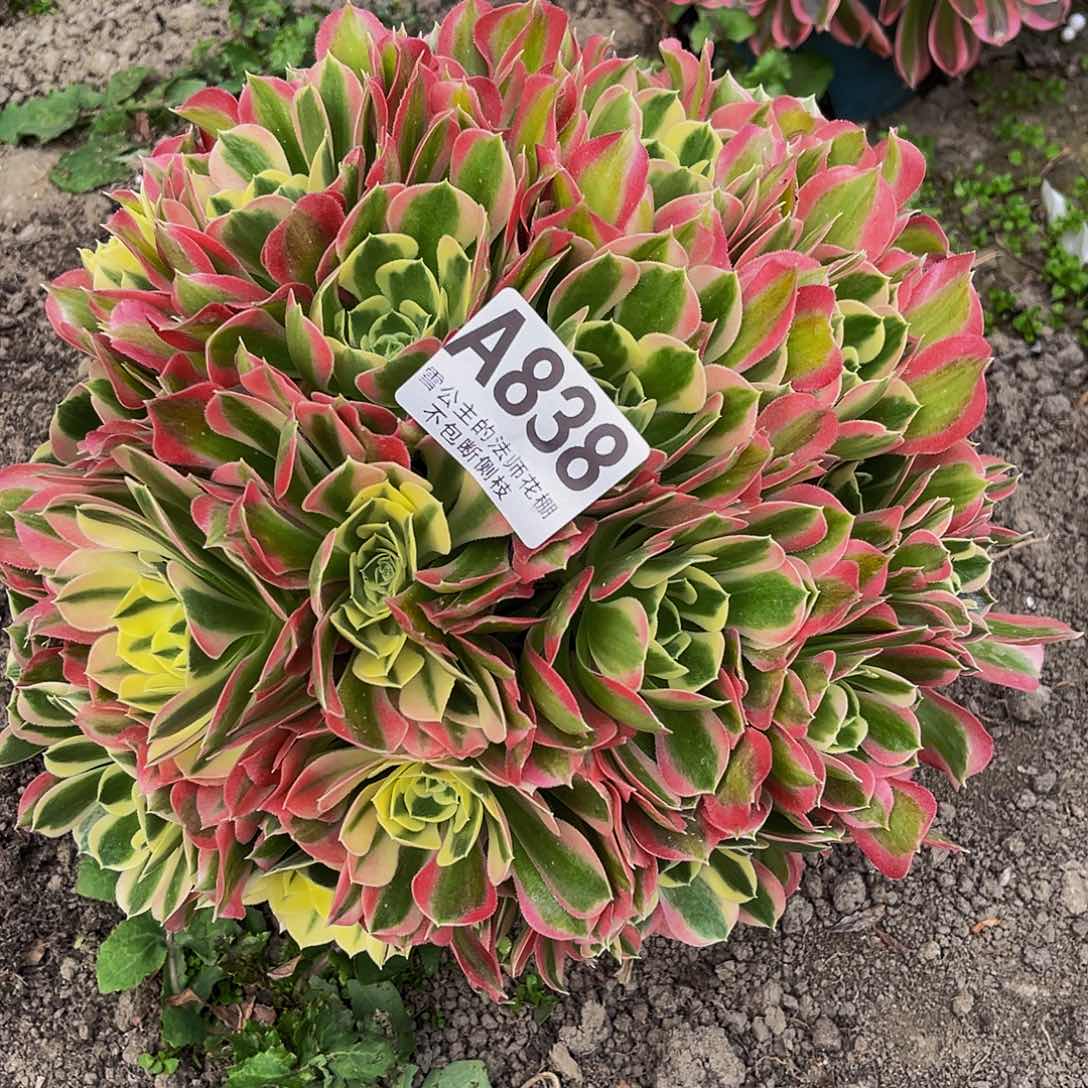 法师法师15-2包邮法师