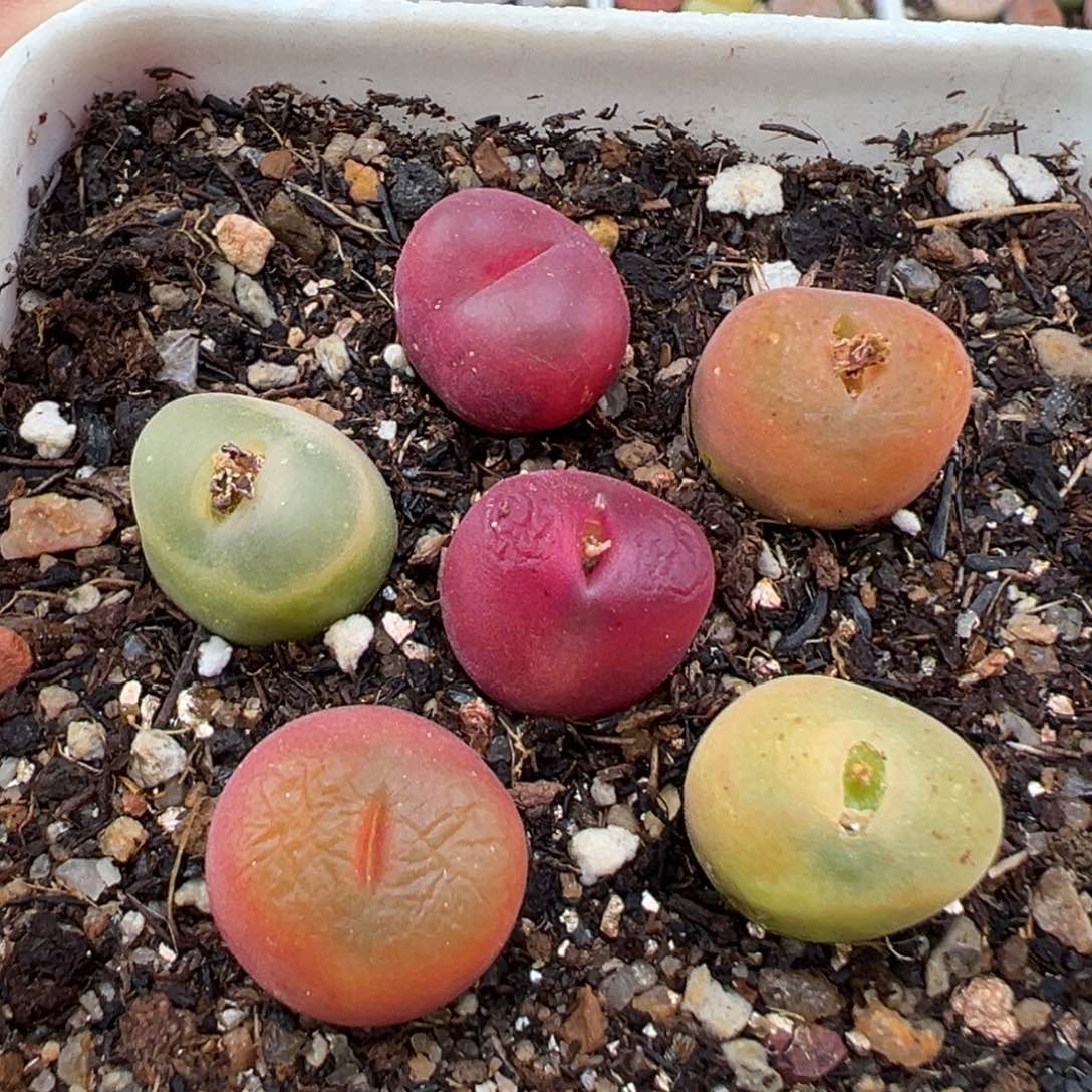 1.20好看的多肉838