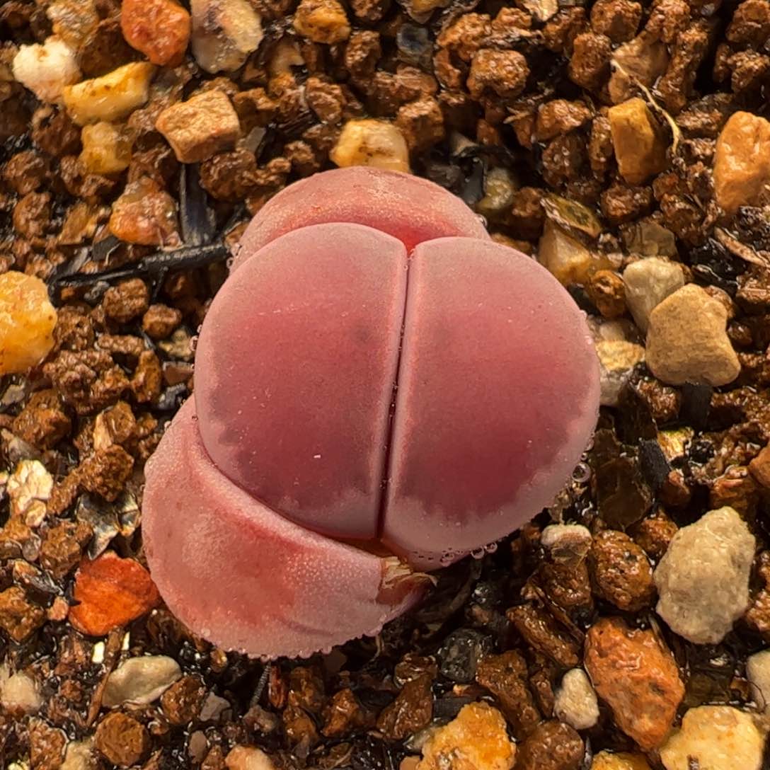 087多肉植物百科