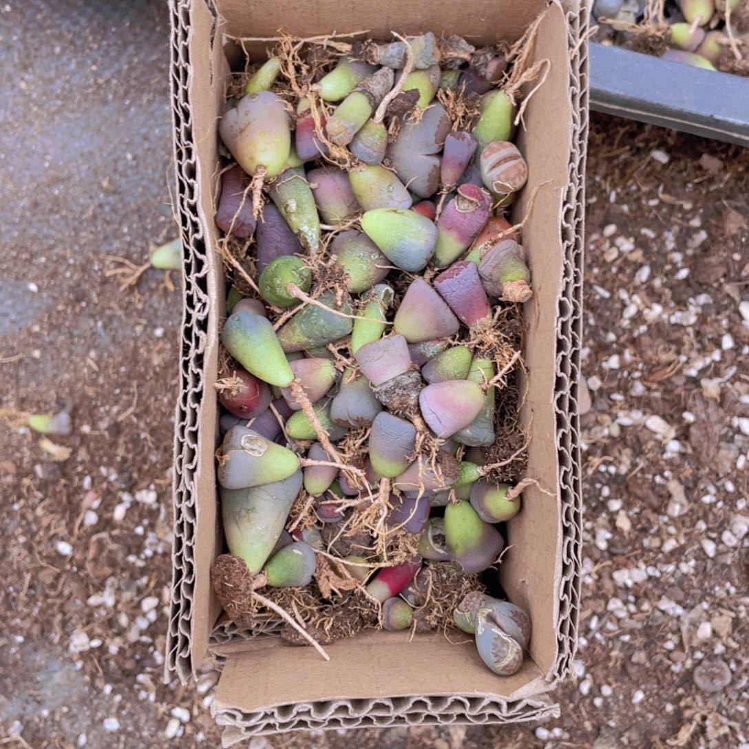 一箱混搭8888888888888