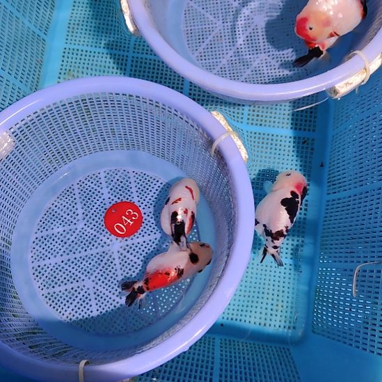 旗***鹏金鱼043兰寿两只特价顺丰包邮