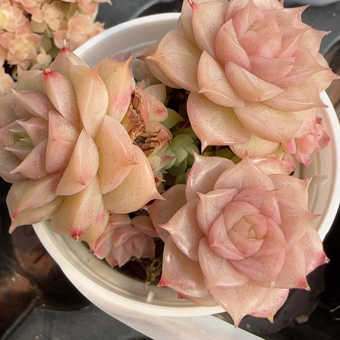 花语逸境0223-228散