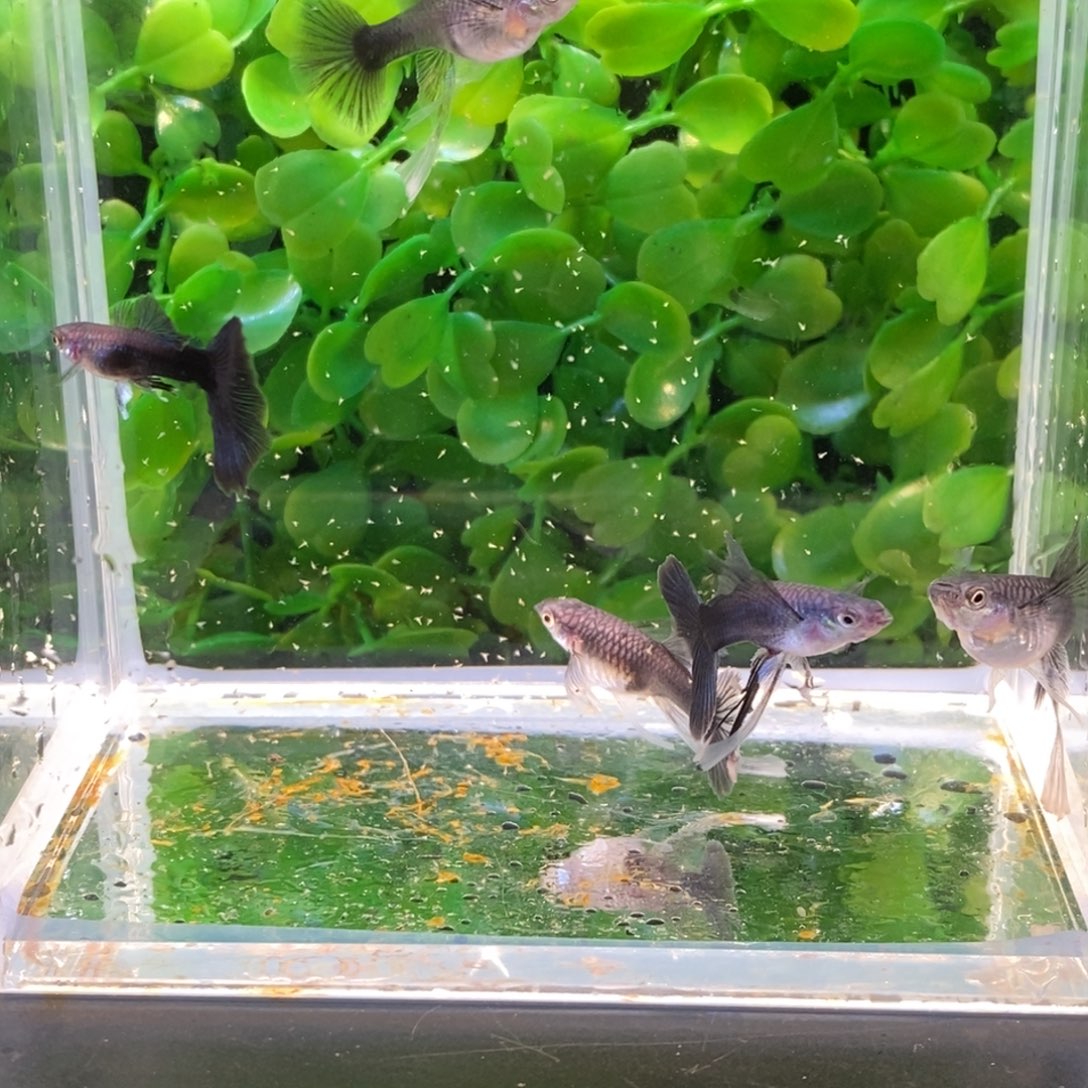 孔雀鱼墨蓝悬坠三母一公加缎带