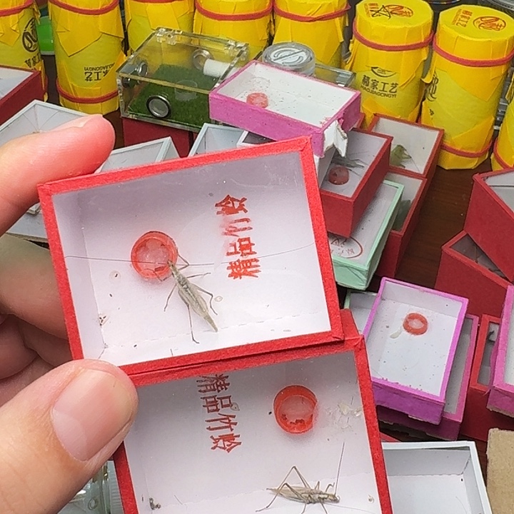 蟋蟀紫竹蛉2只。   