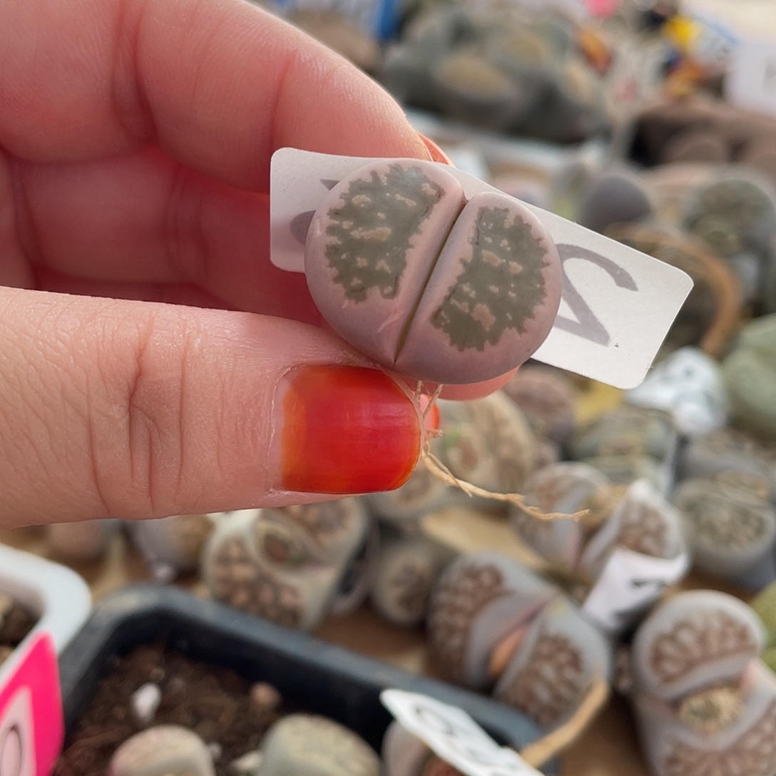 生石花一颗29600