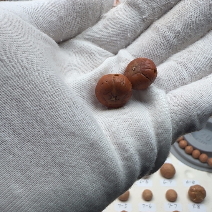 ᠭ***ᠦ吊坠凤眼菩提，五星，不退不换