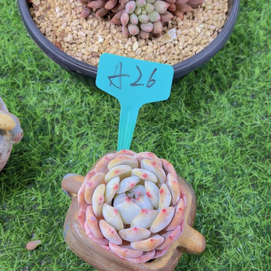 从*我的小可爱们都好可爱