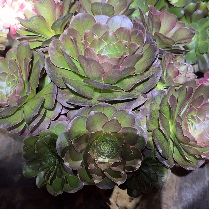 精品魅金玫瑰亏本福利