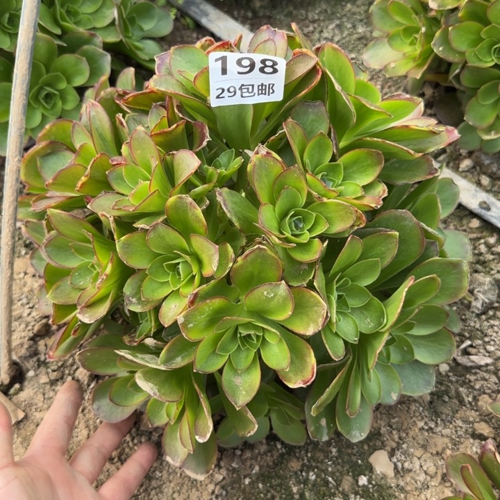 魅金玫瑰……多肉植物……