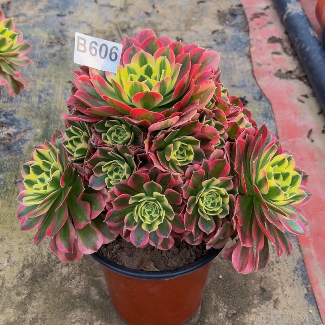 法师多肉白凤606