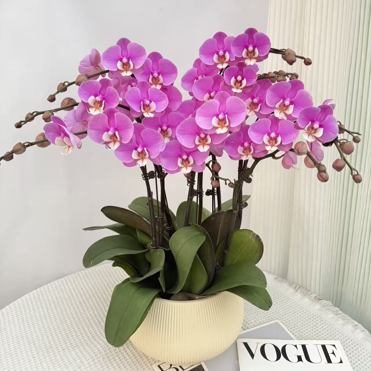 韵艺甄选《安娜》粉紫色大花瓣系花瓣 鲜活绿植 经典品种 好物佳品