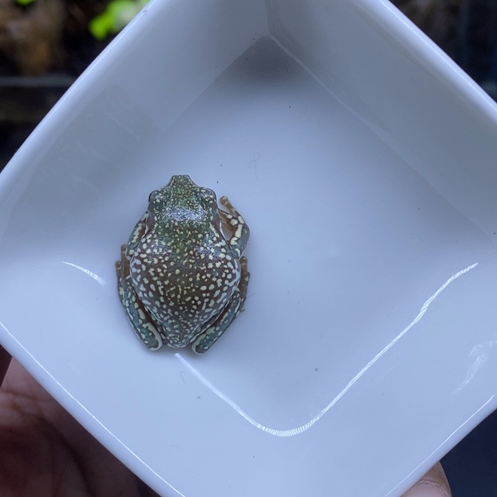 老爷树蛙澳蓝大花肚6