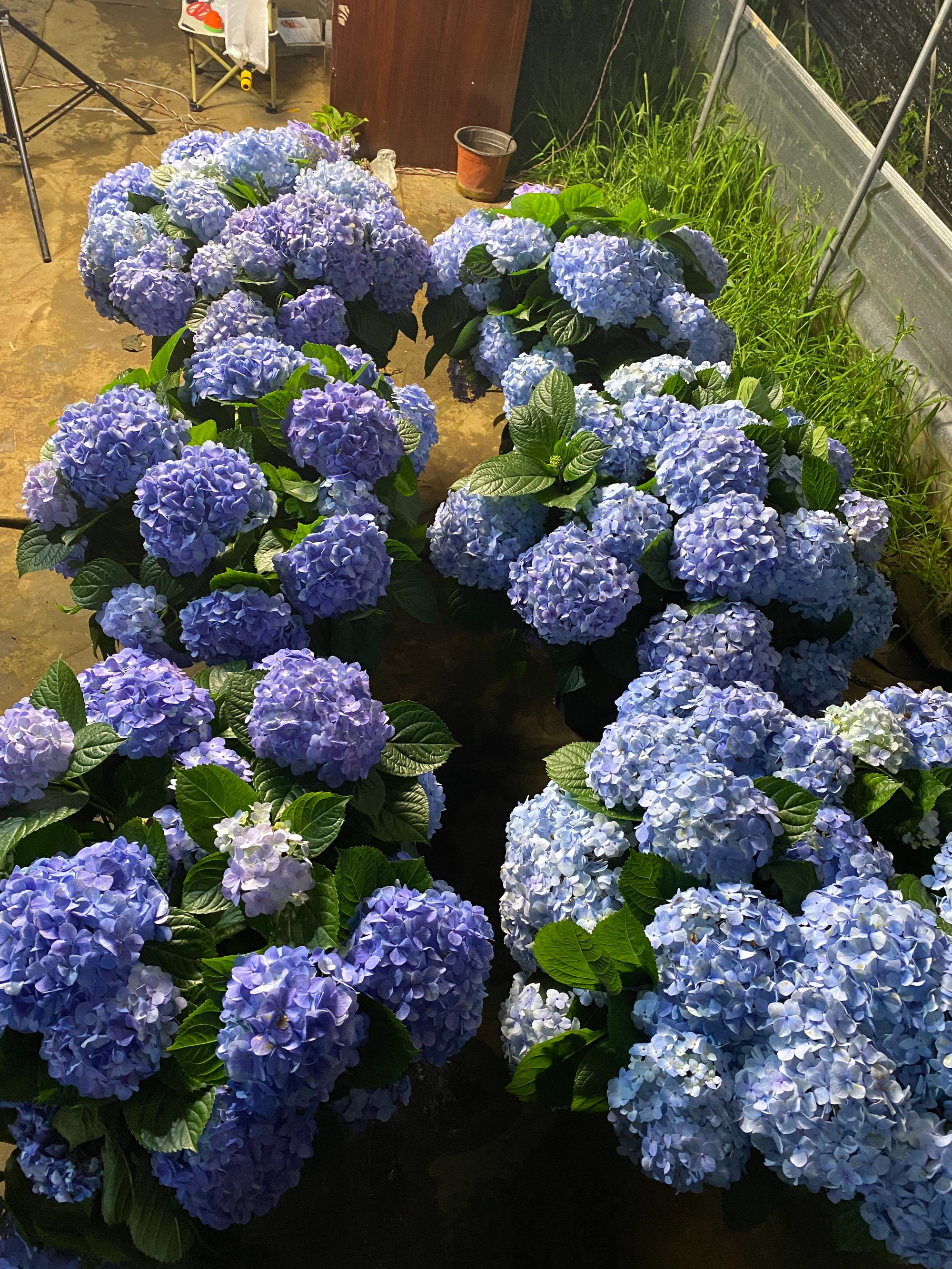 一物一拍，姹紫嫣红绣球4年老桩不带花，顺丰包邮