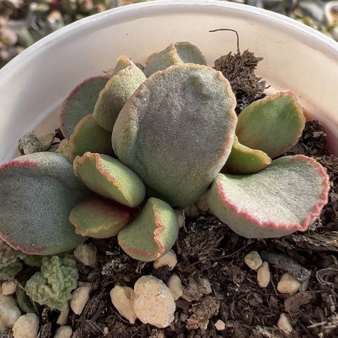 玄女大苗多头多肉植物