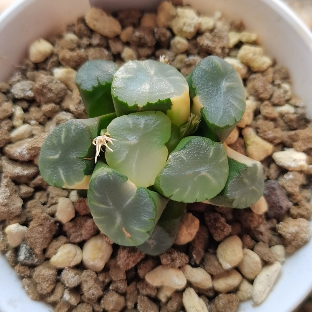 63号天使万象锦一物一拍带盆土发货