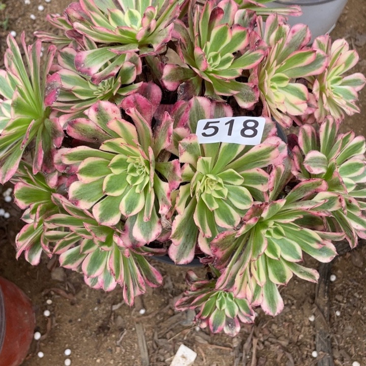 无花朵518多肉植物红铜白有断枝福利