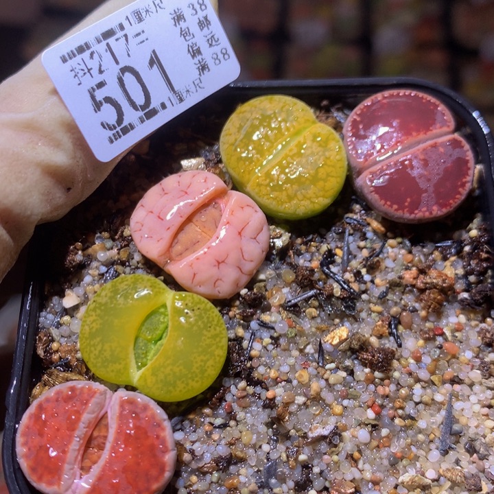 精品生石花217.501