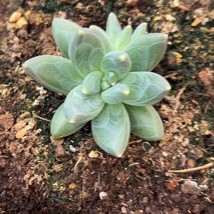 g***表雪戴利美人特价一物一拍