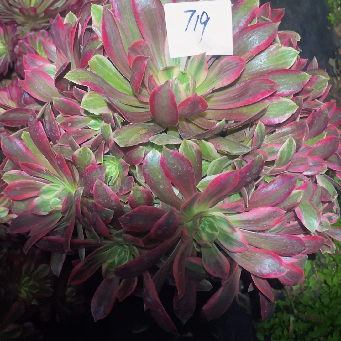 多肉法师719号浣纱发货不包损