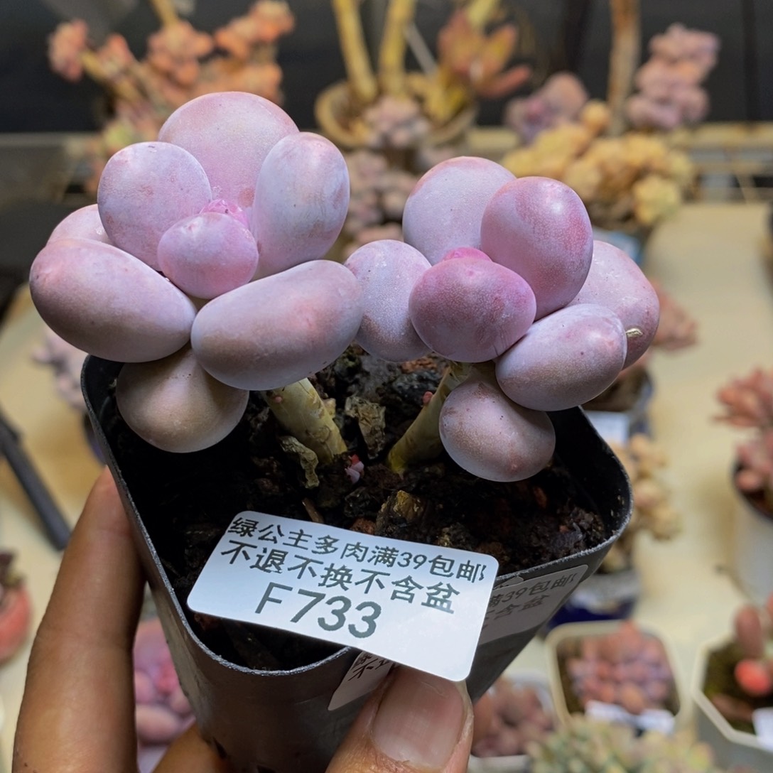 733彩虹奶多肉6c m