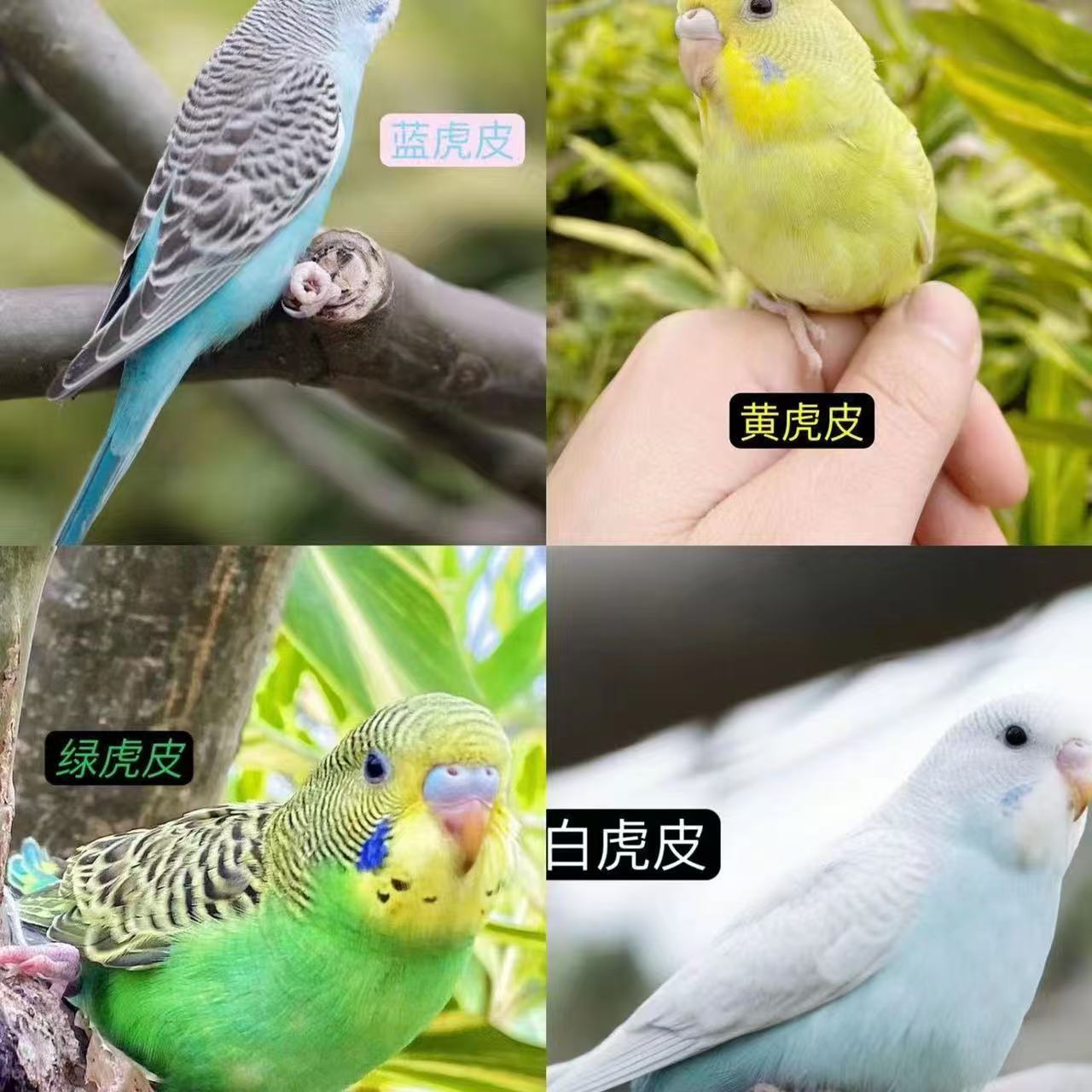 手养鹦鹉会学说话虎皮鹦鹉活鸟活体可爱亲人家庭陪伴宠物好上手