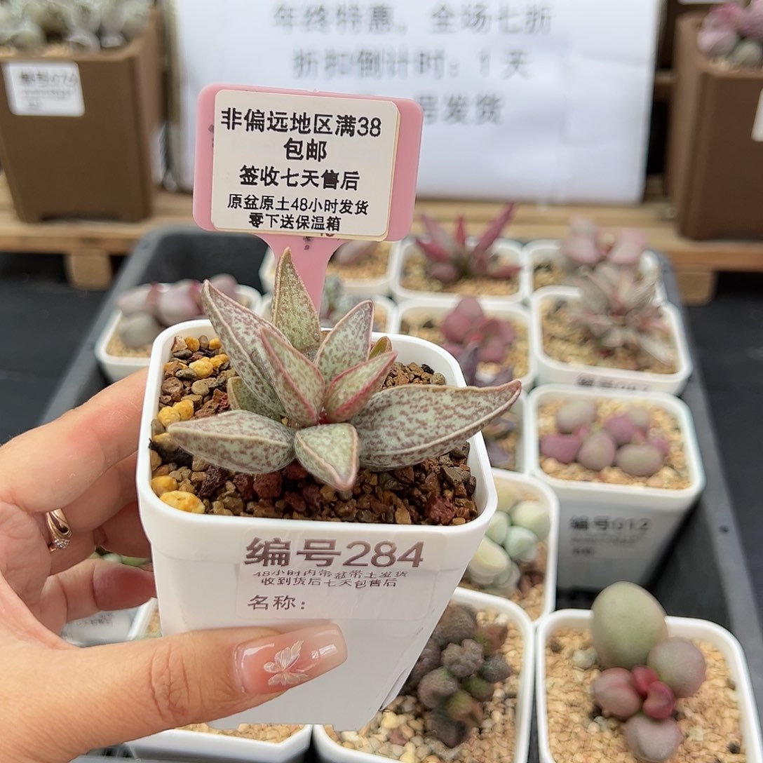 米****妈284红太平多肉植物