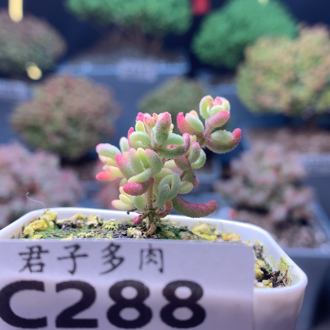 c288红宝石锦枝干番杏